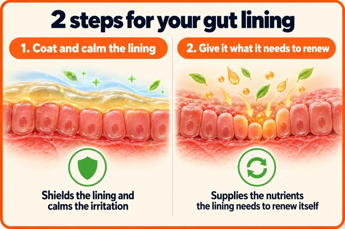 Infographic titled 2 steps for your gut lining: 1. Coat and calm the lining, 2. Give it what it needs to renew